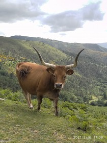 Vaca Cachena