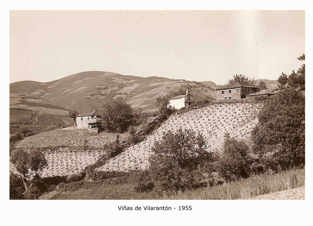 Viñas de Vilaraton