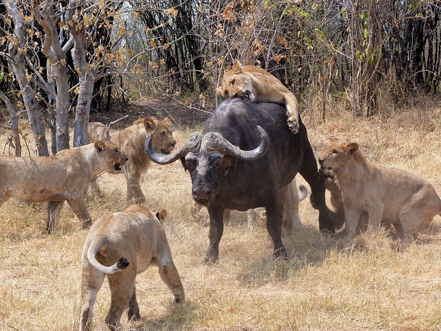 Búfalo atacado por leonas