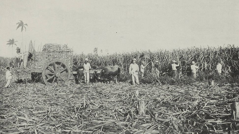 esclavos cortadores de leña de azucar en cuba